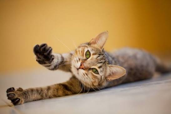 A cat stretching in warm daylight