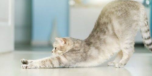 A cat stretching in warm daylight