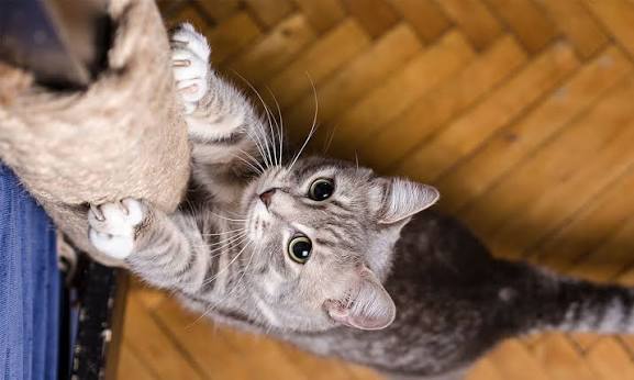 A cat stretching in warm daylight