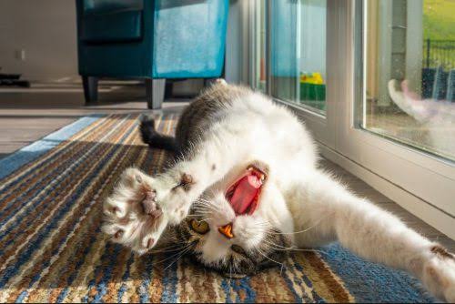 A cat stretching in warm daylight